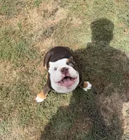 Carnitas Sonic Ox, a male English Bulldog for sale in San Antonio, TX – 5 of 9