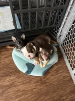 Carnitas Sonic Ox, a male English Bulldog for sale in San Antonio, TX – 9 of 9