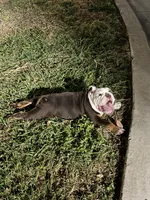 Carnitas Sonic Ox, a male English Bulldog for sale in San Antonio, TX – 8 of 9