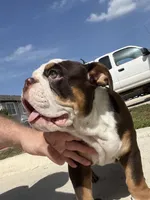 Carnitas Sonic Ox, a male English Bulldog for sale in San Antonio, TX – 6 of 9