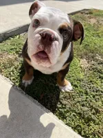 Carnitas Sonic Ox, a male English Bulldog for sale in San Antonio, TX – 2 of 9