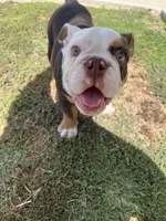 Carnitas Sonic Ox, a male English Bulldog for sale in San Antonio, TX – 4 of 9