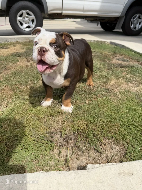 Carnitas Sonic Ox – English Bulldog puppy for sale in San Antonio, TX