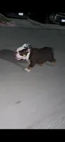 Carnitas Sonic Ox, a male English Bulldog for sale in San Antonio, TX – 7 of 9