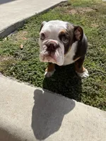 Carnitas Sonic Ox, a male English Bulldog for sale in San Antonio, TX – 3 of 9