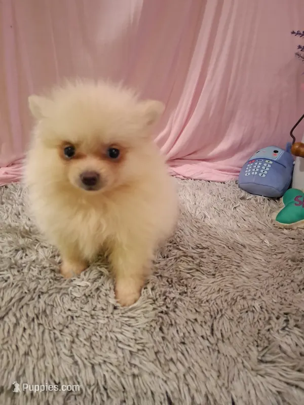 Daisey – Pomeranian puppy for sale in New Sharon, IA
