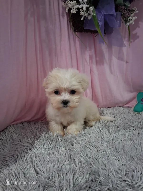 Bella (Teddy Bear) – Shichon puppy for sale in New Sharon, IA