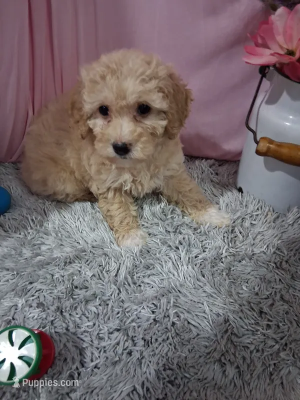 Camila – Poodle - Miniature  puppy for sale in New Sharon, IA