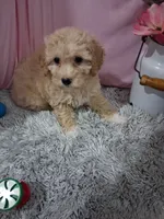 Cami, a female Poodle - Miniature  for sale in New Sharon, IA – 1 of 4