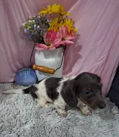 Ella, a female Miniature Dachshund for sale in New Sharon, IA – 3 of 4