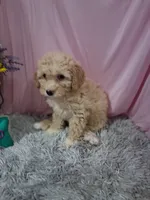 Cami, a female Poodle - Miniature  for sale in New Sharon, IA – 2 of 4