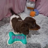 Elise, a female Miniature Dachshund for sale in New Sharon, IA – 2 of 4
