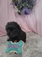 ARIA, a female Shihpoo for sale in New Sharon, IA – Photo 3 of 4