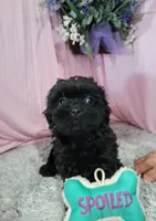 Avis, a female Shihpoo for sale in New Sharon, IA – Photo 3 of 4