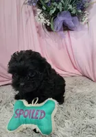 Avis, a female Shihpoo for sale in New Sharon, IA – Photo 2 of 4