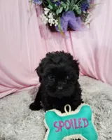 Avis, a female Shihpoo for sale in New Sharon, IA – Photo 1 of 4