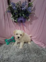 Bently (Teddy Bear), a male Shichon for sale in New Sharon, IA – Photo 2 of 4