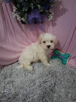 Bently (Teddy Bear), a male Shichon for sale in New Sharon, IA – Photo 4 of 4