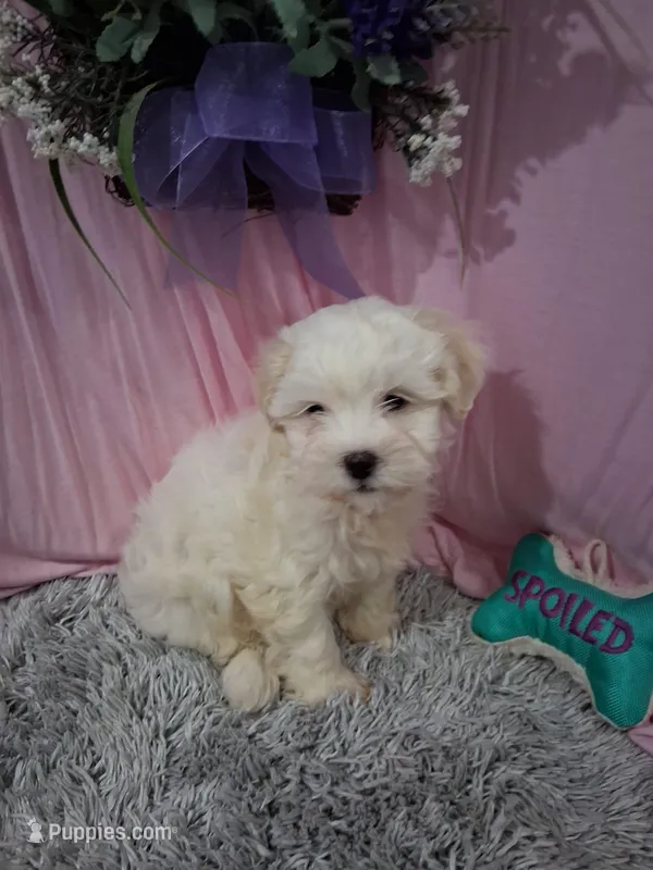 Baxter – Shichon puppy for sale in New Sharon, IA