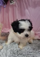 Fia, a female Shichon for sale in New Sharon, IA – 4 of 4