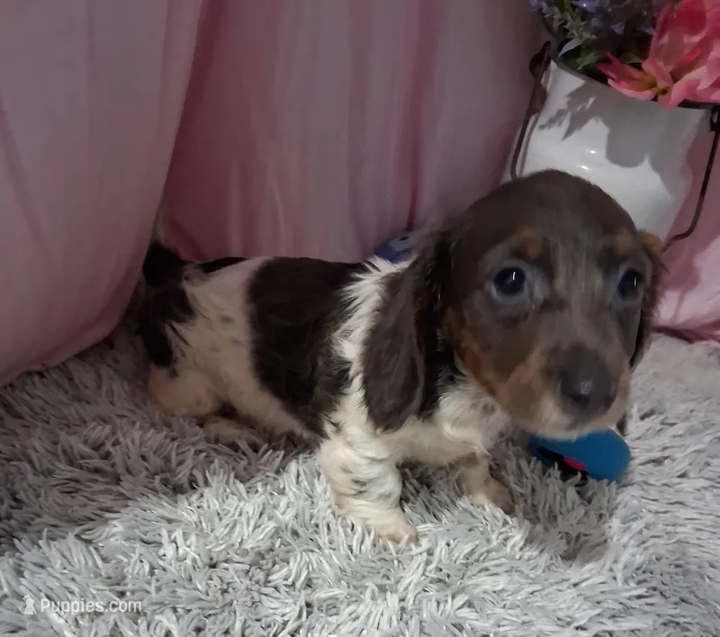 Ella – Miniature Dachshund puppy for sale in New Sharon, IA