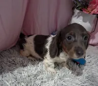 Ella, a female Miniature Dachshund for sale in New Sharon, IA – 1 of 4