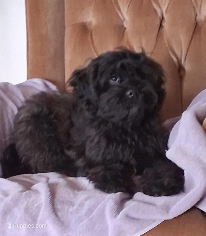 AXIEL – Shihpoo puppy for sale in New Sharon, IA