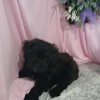 AXIEL, a male Shihpoo for sale in New Sharon, IA – Photo 4 of 4