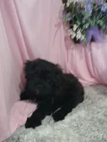 AXIEL, a male Shihpoo for sale in New Sharon, IA – Photo 4 of 4