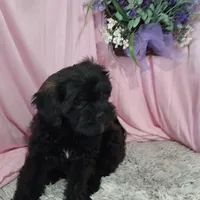 AXIEL, a male Shihpoo for sale in New Sharon, IA – Photo 3 of 4