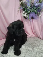 AXIEL, a male Shihpoo for sale in New Sharon, IA – Photo 3 of 4