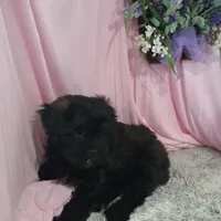 AXIEL, a male Shihpoo for sale in New Sharon, IA – Photo 2 of 4