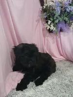 AXIEL, a male Shihpoo for sale in New Sharon, IA – Photo 2 of 4