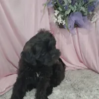 AXIEL, a male Shihpoo for sale in New Sharon, IA – Photo 1 of 4