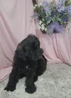 AXIEL, a male Shihpoo for sale in New Sharon, IA – Photo 1 of 4