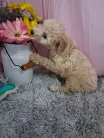Carlton, a male Poodle - Miniature  for sale in New Sharon, IA – 3 of 4