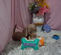 Emi, a female Miniature Dachshund for sale in New Sharon, IA – 2 of 4