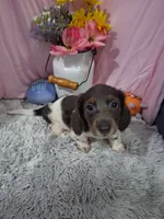 Ella, a female Miniature Dachshund for sale in New Sharon, IA – 4 of 4