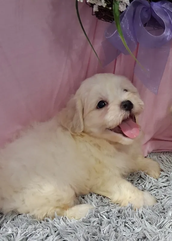 Fritz – Shichon puppy for sale in New Sharon, IA
