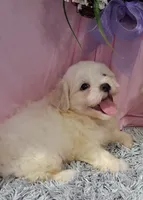 Fritz, a male Shichon for sale in New Sharon, IA – 1 of 4