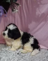 Filmore, a male Shichon for sale in New Sharon, IA – 2 of 4