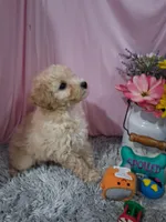 Carlton, a male Poodle - Miniature  for sale in New Sharon, IA – 2 of 4