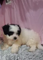 Fia, a female Shichon for sale in New Sharon, IA – 2 of 4