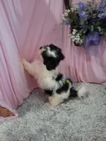 Brenna (Teddy Bear), a male Shichon for sale in New Sharon, IA – Photo 2 of 2