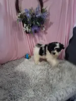Brenna (Teddy Bear), a male Shichon for sale in New Sharon, IA – Photo 1 of 2