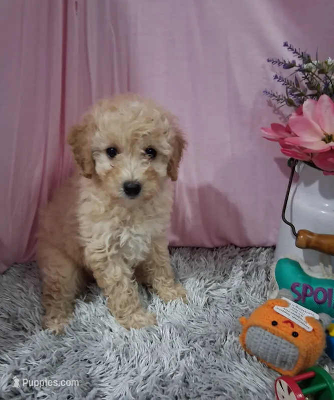 Carlton – Poodle - Miniature  puppy for sale in New Sharon, IA