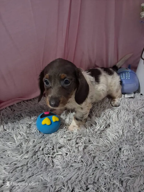 Ella – Miniature Dachshund puppy for sale in New Sharon, IA