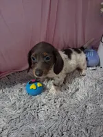 Ella, a female Miniature Dachshund for sale in New Sharon, IA – 2 of 4