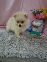 Dexter, a male Pomeranian for sale in New Sharon, IA – 4 of 4
