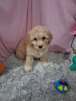 Cami, a female Poodle - Miniature  for sale in New Sharon, IA – 3 of 4